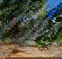 Scorpion Trail Kalamunda Mountain Bike Trails - Accommodation Port Macquarie