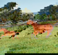 Scone - Accommodation Port Macquarie