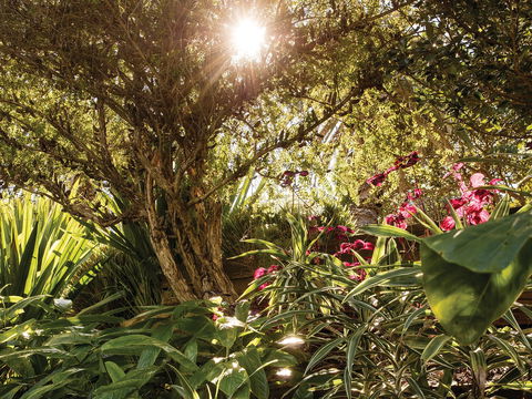 Wendy Whiteley's Secret Garden - Accommodation Port Macquarie 1