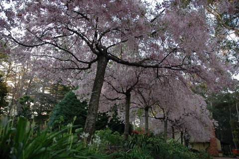 Wildwood Garden - Accommodation Port Macquarie 0