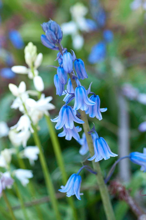 Wildwood Garden - Accommodation Port Macquarie 1