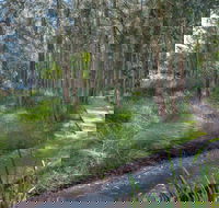 Anabranch Loop Track - Accommodation Port Macquarie