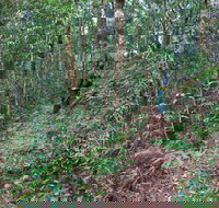 Blackbutt walking track - Accommodation Port Macquarie