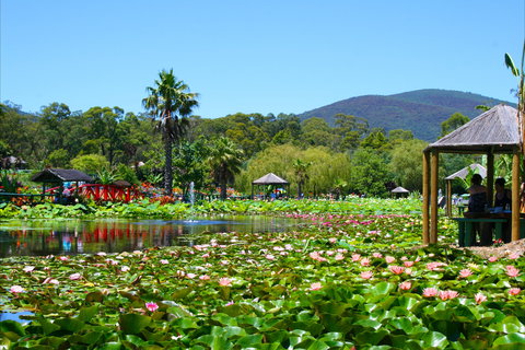 Blue Lotus Water Garden - Accommodation Port Macquarie 1