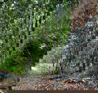 Blue Gum loop trail - Accommodation Port Macquarie