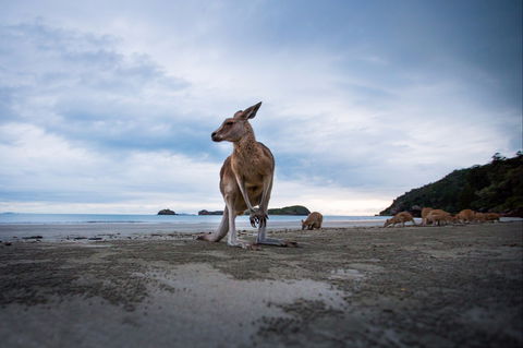 Cape Hillsborough - Accommodation Port Macquarie 1