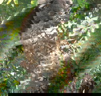 Caversham Wildlife Park - Accommodation Port Macquarie