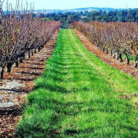 Hall Family Orchards - Accommodation Port Macquarie 0