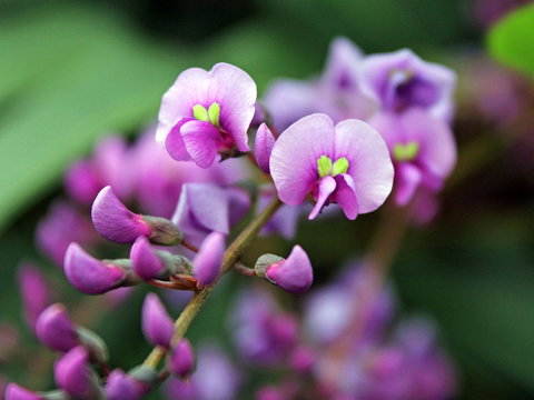 Inverawe Native Gardens - Accommodation Port Macquarie 2