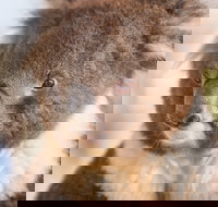 Kyabram Fauna Park - Accommodation Port Macquarie