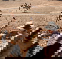 Monarto Safari Park - Accommodation Port Macquarie