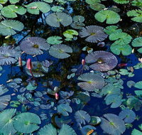 Pine Creek Water Gardens - Accommodation Port Macquarie