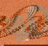 Red Desert Reptiles - Accommodation Port Macquarie