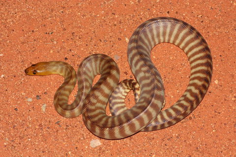 Red Desert Reptiles - Accommodation Port Macquarie 0