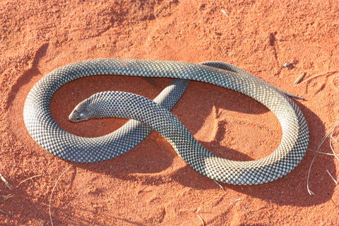 Red Desert Reptiles - Accommodation Port Macquarie 1