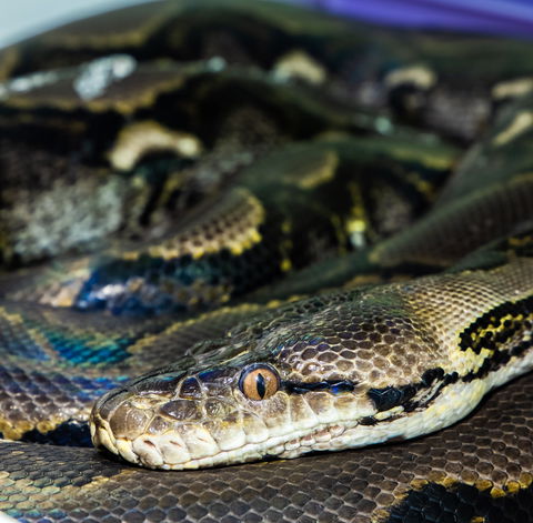 Serpentarium Wildlife Park Tasmania - Accommodation Port Macquarie 1
