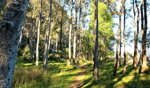 Square Head Track 1 - Accommodation Port Macquarie 0