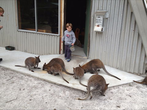 The Patriarch Wildlife Sanctuary - Accommodation Port Macquarie 0