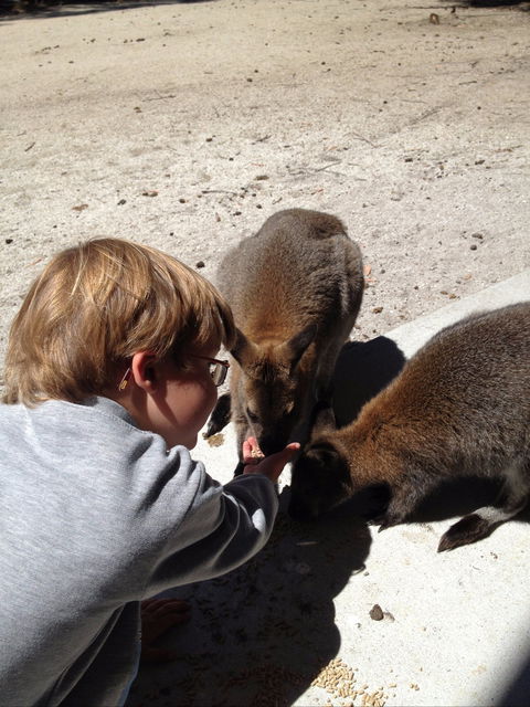 The Patriarch Wildlife Sanctuary - Accommodation Port Macquarie 1
