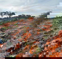 Western Ridge Walk - Accommodation Port Macquarie