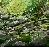 Wodi Wodi Walking Track - Accommodation Port Macquarie