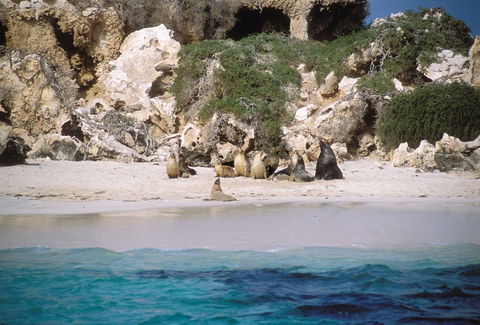Australian Sea Lions - Accommodation Port Macquarie 0