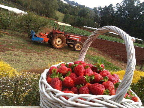 Blue Hills Berries And Cherries - Accommodation Port Macquarie 0