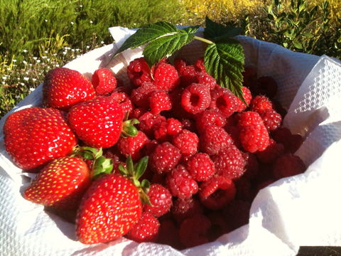 Blue Hills Berries And Cherries - Accommodation Port Macquarie 1