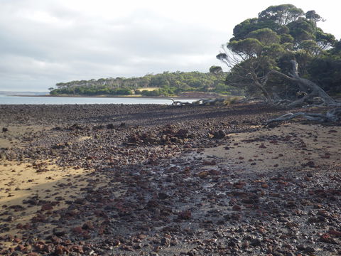 Churchill Island Marine National Park - Accommodation Port Macquarie 0