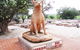 Corrigin Dog Cemetery - thumb 0