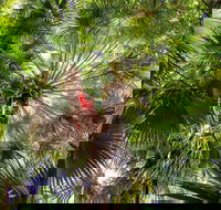 Depot Beach Rainforest Walk - Accommodation Port Macquarie