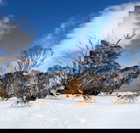 Dinner Plain - Accommodation Port Macquarie