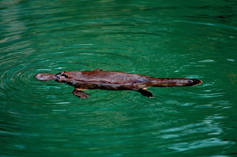 Explore The Mackay Region In One Day - Accommodation Port Macquarie 1