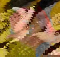 Irukandji Shark and Ray Encounters - Accommodation Port Macquarie