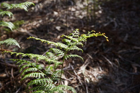 Langwarrin Flora And Fauna Reserve Walking Trails - Accommodation Port Macquarie 0