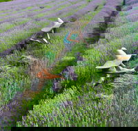 Lavandula Swiss Italian Farm - Accommodation Port Macquarie