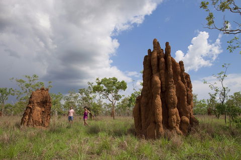 Magnetic Termite Mounds - Accommodation Port Macquarie 2
