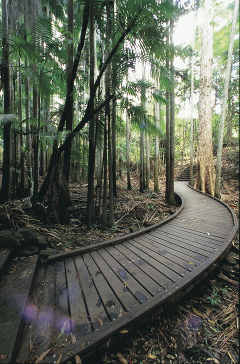 Mapleton Falls National Park - Accommodation Port Macquarie 1