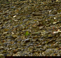 Potoroo Falls picnic area - Accommodation Port Macquarie