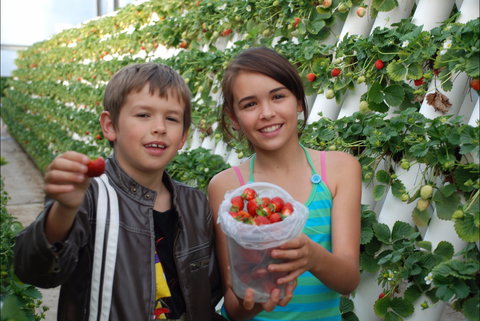 Ricardoes Tomatoes And Strawberries Farm, Port Macquarie - Accommodation Port Macquarie 2