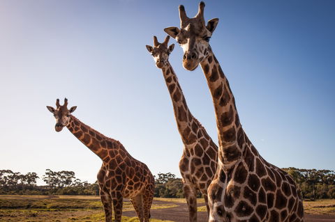 Werribee Open Range Zoo - Accommodation Port Macquarie 1