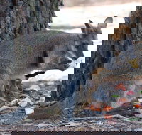 Wirrimbirra Sanctuary - Accommodation Port Macquarie