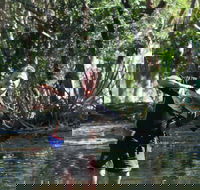 Barra Feeding - Accommodation Port Macquarie