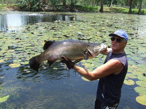 Barra Feeding - Accommodation Port Macquarie 2
