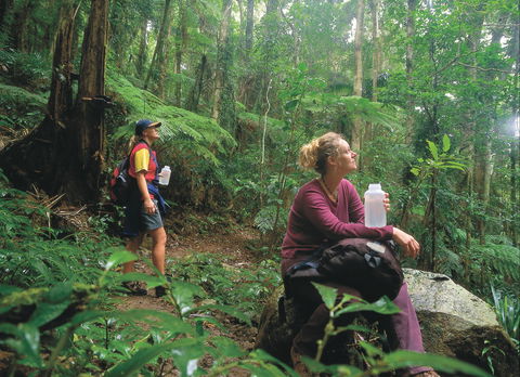 Binna Burra, Lamington National Park - Accommodation Port Macquarie 0