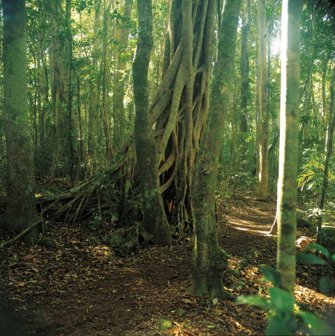 Binna Burra, Lamington National Park - Accommodation Port Macquarie 1