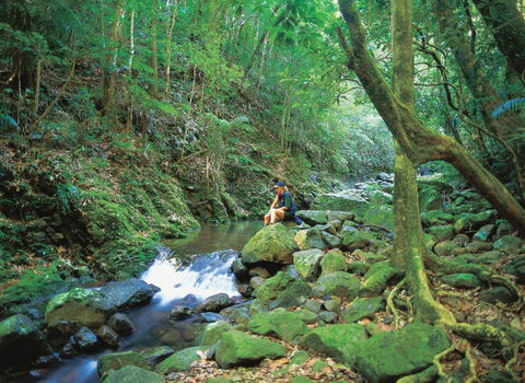 Binna Burra, Lamington National Park - Accommodation Port Macquarie 2
