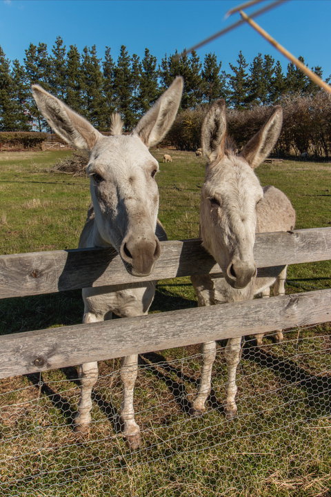 Brickendon Historic Farm And Convict Village - Accommodation Port Macquarie 2