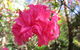 Campbell Rhododendron Gardens - thumb 0