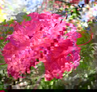 Campbell Rhododendron Gardens - Accommodation Port Macquarie